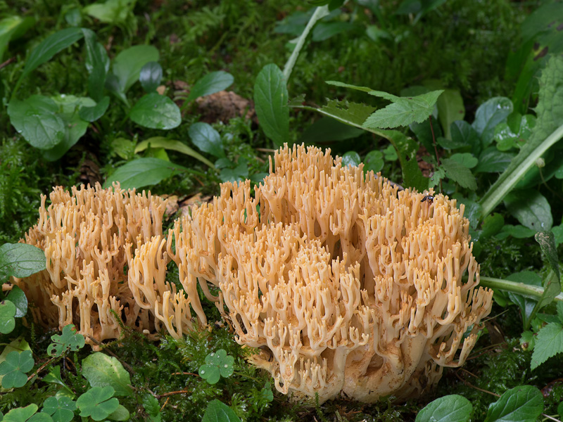 Ramaria largentii